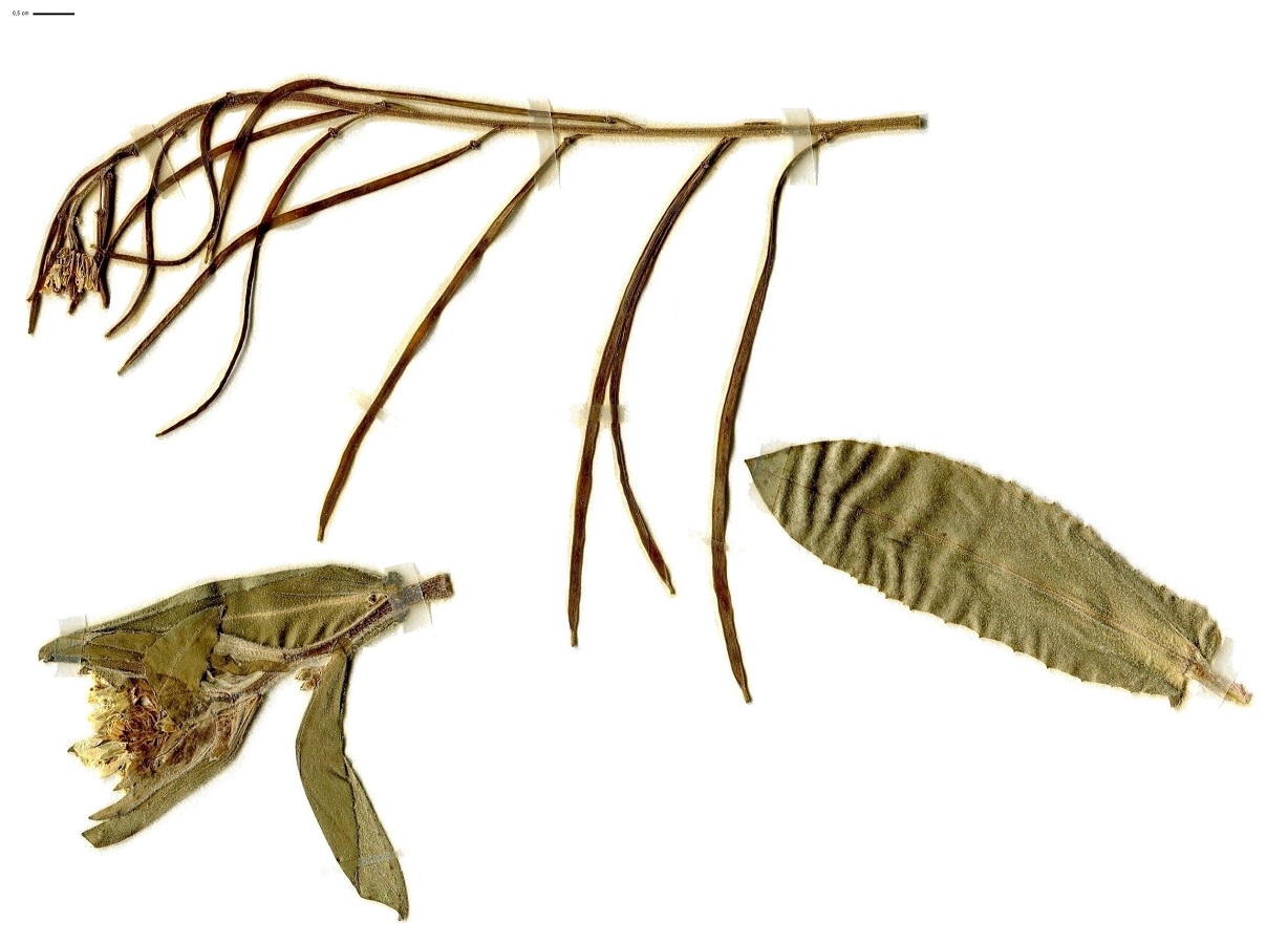 Pseudoturritis turrita (Brassicaceae)